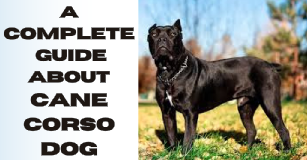 Cane Corso Dog: Complete Insight Height, Weight and Health