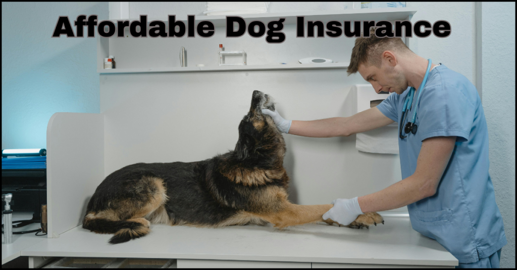 what are the best affordable dog insurance plans in 2024? Is dog insurance worth it?