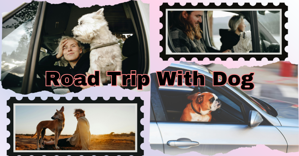 Best way to keep your dog calm on a road trip:The ultimate guide