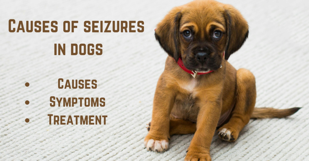 Causes of seizures in dogs & How to stop seizures in dogs immediately?