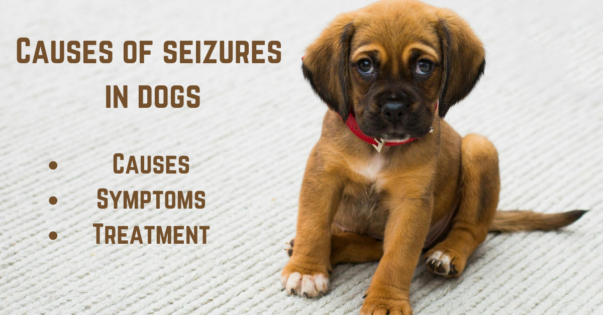 Causes of seizures in dogs