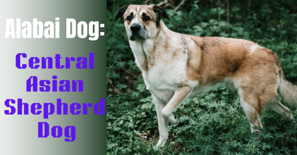 Alabai Dog: Discover Facts Of Central Asian Shepherd Dog 