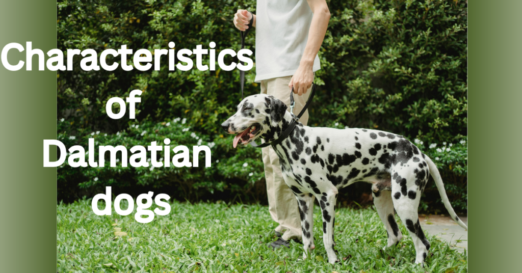 Characteristics of Dalmatian dogs: Also Check Maintenance &Traits of Firehouse Dog