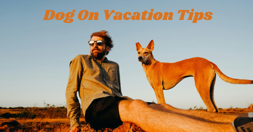 A complete checklist for before going out with your dog on vacation:2024 update