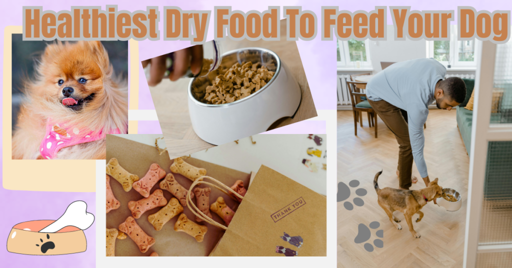 What is the healthiest dry food to feed your dog? (Full Details)