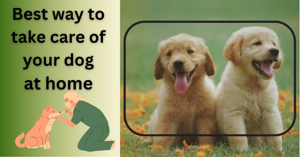 Best way to take care of your dog at home