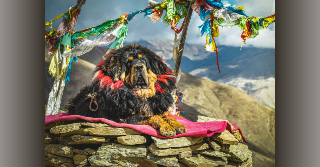 Tibetan Mastiff: Know More On height, weight, Pros and Cons – A complete 2024 update