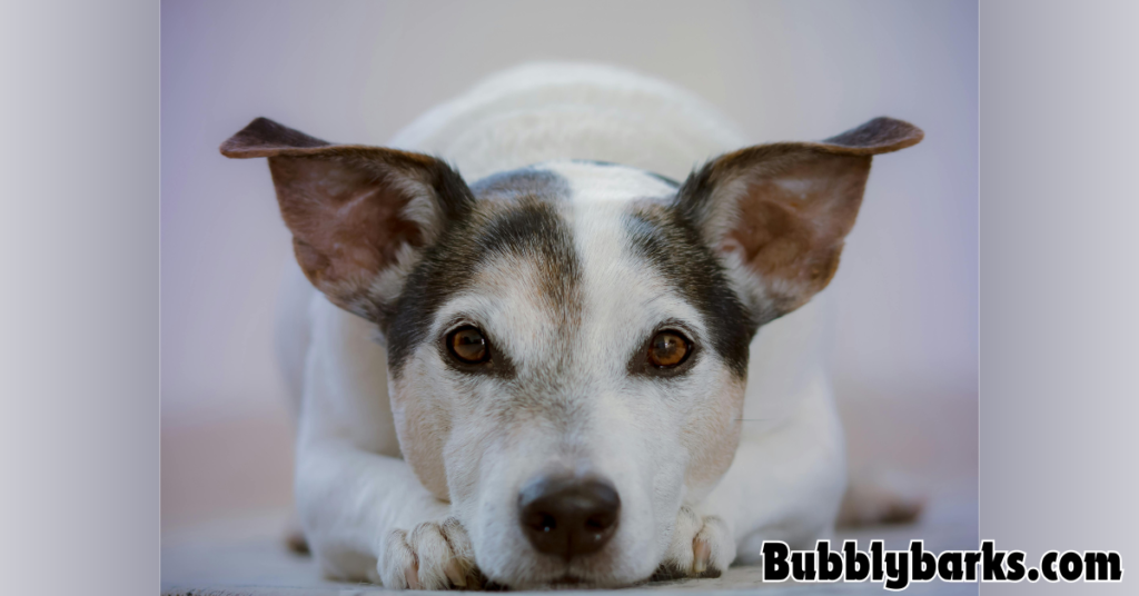 write for us bubblybarks.com