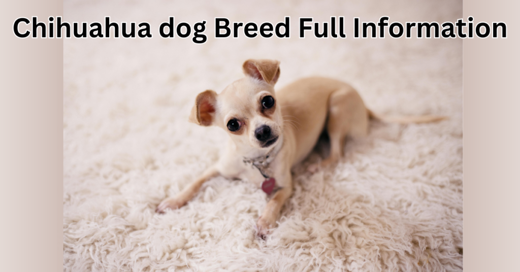 Chihuahua dog breed full information: Cost to buy, characteristics, and lifespan