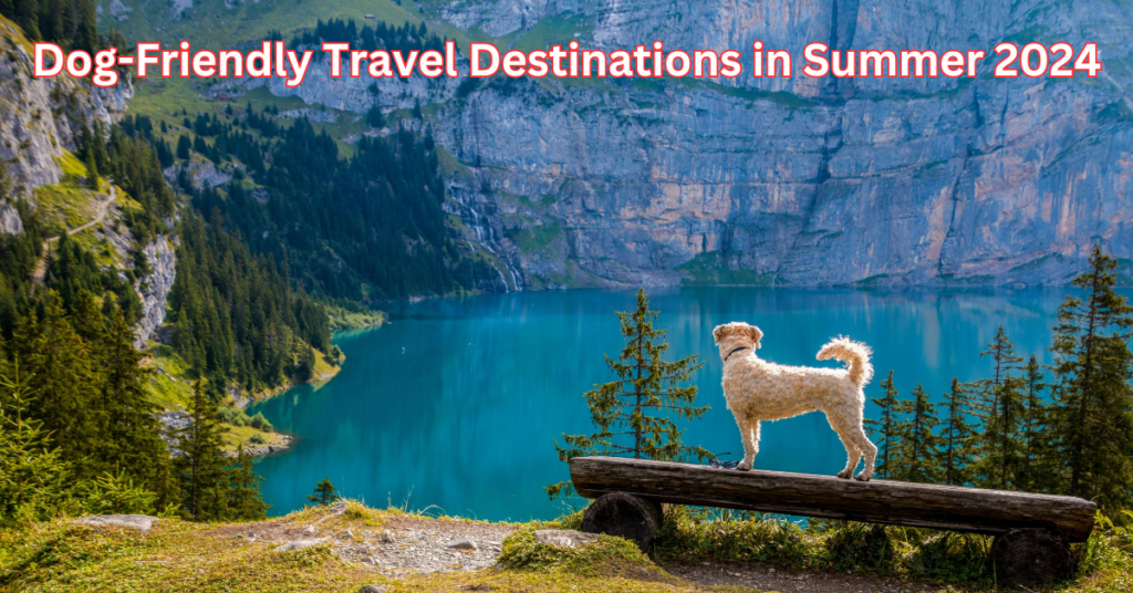 Dog-Friendly Travel Destinations in Summer 2024