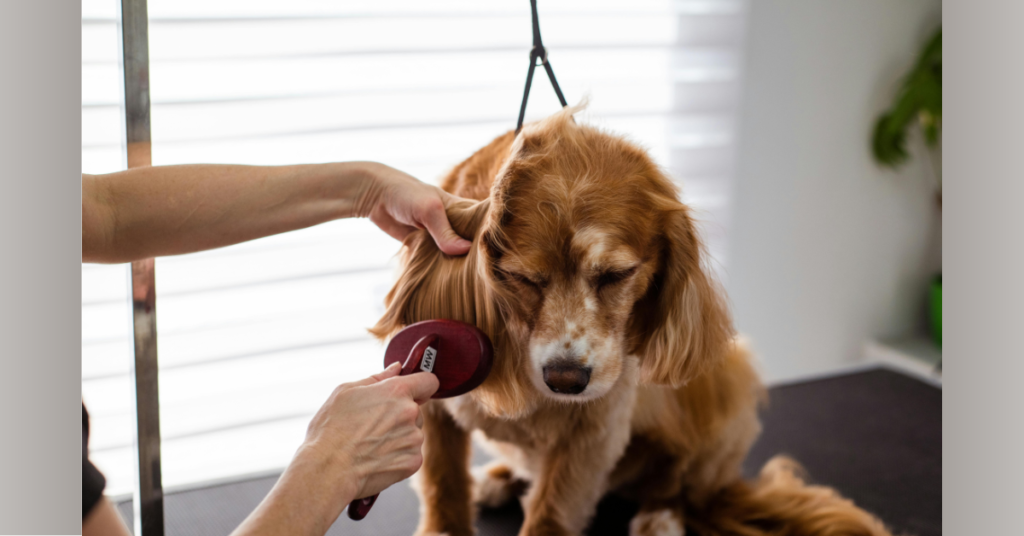 Best-reviewed dog grooming kit and professional grooming clippers to buy