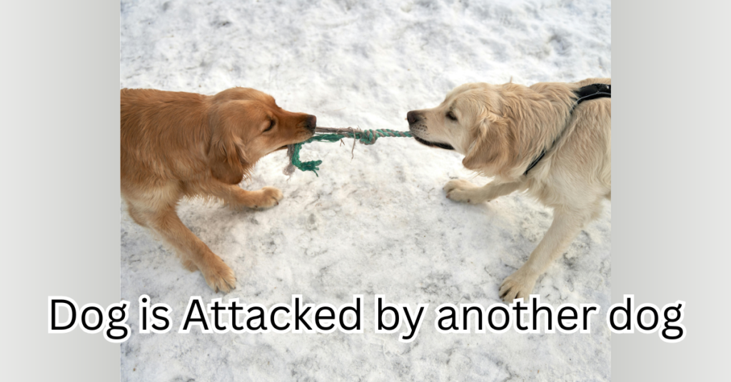 What to Do When Your Dog is Attacked by another dog: A Step-by-Step Guide