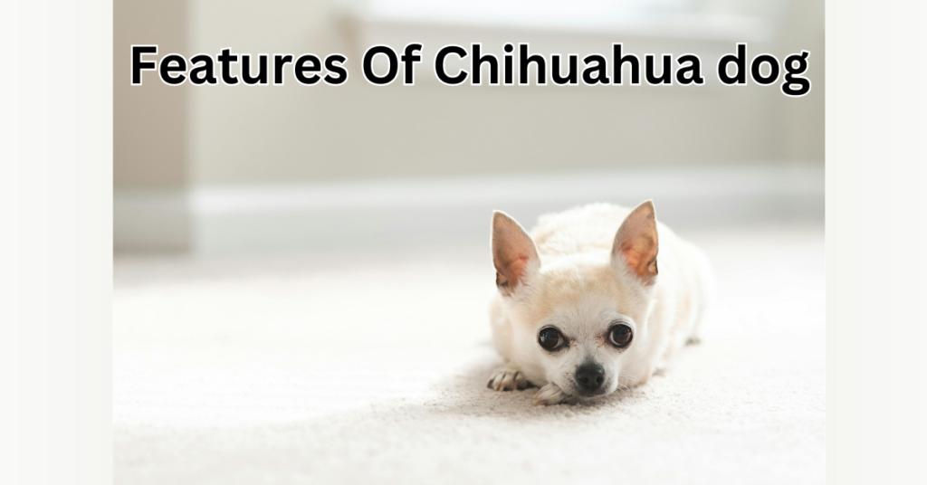 Features Of Chihuahua dog