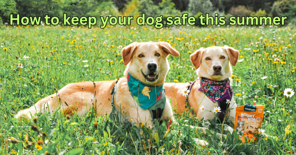 How to keep your dog safe this summer: By expert’s guide