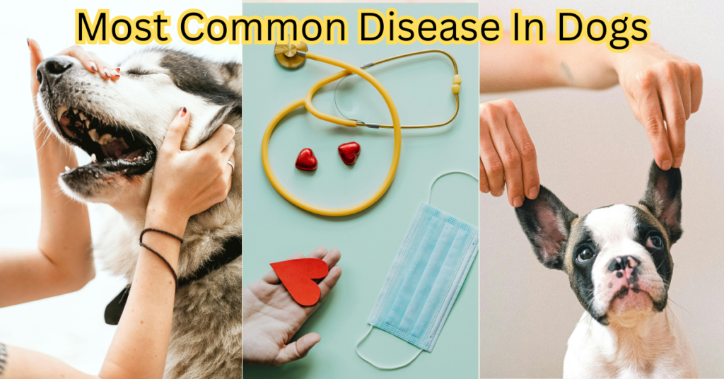 most common disease in dogs 2024