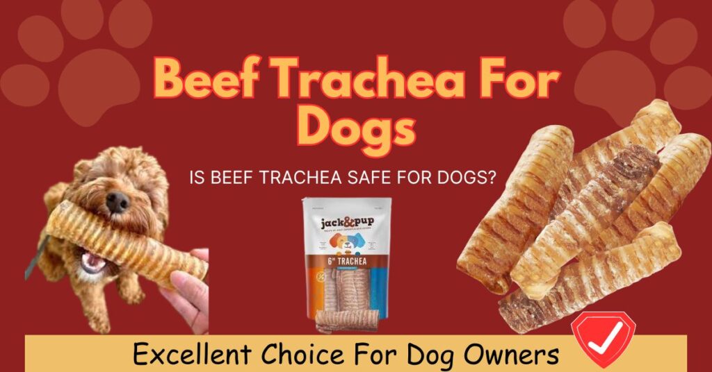 Top health benefits of beef trachea for dogs