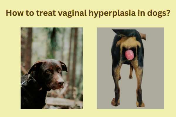 How to treat vaginal hyperplasia in dogs?