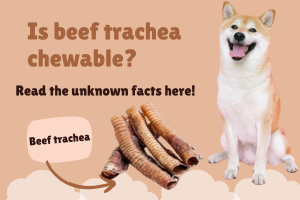 Is beef trachea chewable?