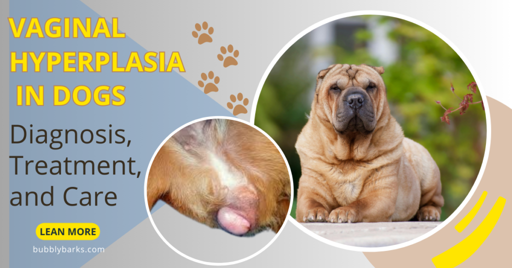 Vaginal Hyperplasia In Dogs-Symptoms And Solutions